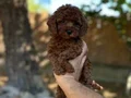 Renk renk çeşit çeşit toy poodle yavrularımız 