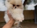 Renk renk çeşit çeşit pomeranian boo yavrularımız 