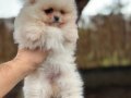 Renk renk çeşit çeşit pomeranian boo yavrularımız 