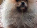 Renk renk çeşit çeşit pomeranian boo yavrularımız 