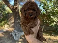 Renk renk çeşit çeşit toy poodle yavrularımız 