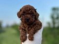 Sağlık ve Irk Garantili Toy Poodle Yavrularımız 