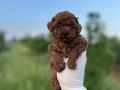 Sağlık ve Irk Garantili Toy Poodle Yavrularımız 