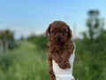 Sağlık ve Irk Garantili Toy Poodle Yavrularımız 