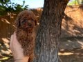 En Tatlı Toy Poodle Yavrularımız 