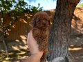 En Tatlı Toy Poodle Yavrularımız 