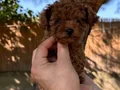 Sağlık ve ırk garantili üst kalite toy poodle yavrularımız