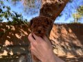 Sağlık ve ırk garantili üst kalite toy poodle yavrularımız