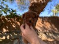 Sağlık ve ırk garantili üst kalite toy poodle yavrularımız