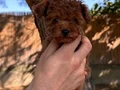 Sağlık ve ırk garantili toy poodle yavrularımız 
