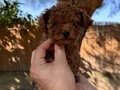 Sağlık ve ırk garantili toy poodle yavrularımız 