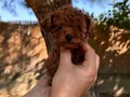 Sağlık ve ırk garantili toy poodle yavrularımız 