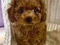 Sağlık ve ırk garantili üst kalite toy poodle yavrularımız