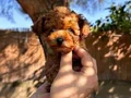 Sağlık ve ırk garantili toy poodle yavrularımız 