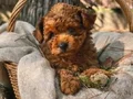 Sağlık ve ırk garantili toy poodle yavrularımız 