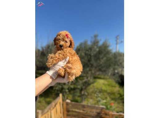 0 Numara orjinal Toy Poodle Yavruları