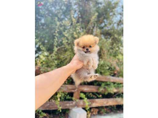Tedy Pomerinian Boo Erkek ve dişi Yavrularımız Hazır
