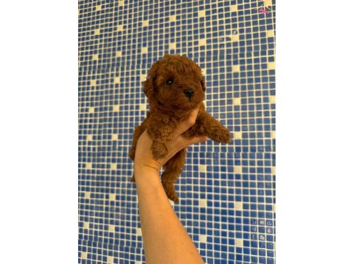Kore Red Toy Poodle yavrularımız sizleri beklemektedir