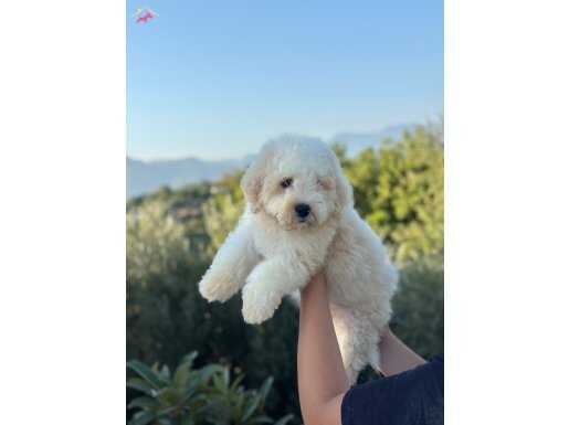 0 numara maltipoo bebeklerimiz hazır