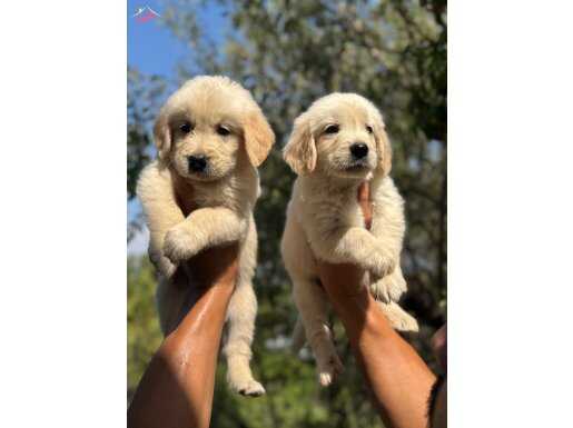 Ruhsatlı İşletmeden A Kalite Baby Face Golden Bebekler