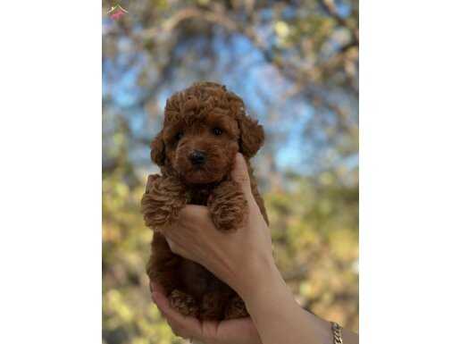 Ruhsatlı işletmeden Toy Poodle Kore erkek yavrumuz 