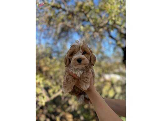 Ruhsatlı İşletmeden A Kalite F1 Maltipoo bebekler