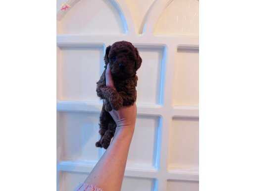 Redbrown Toy Poodle Irk Ve Sağlık garantili