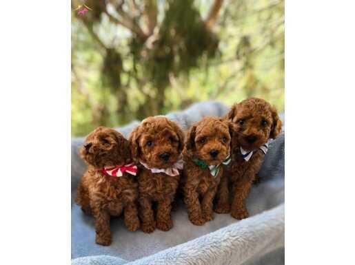 Redbrown Toy Poodle Bebeklerimiz erkek ve dişi mevcut