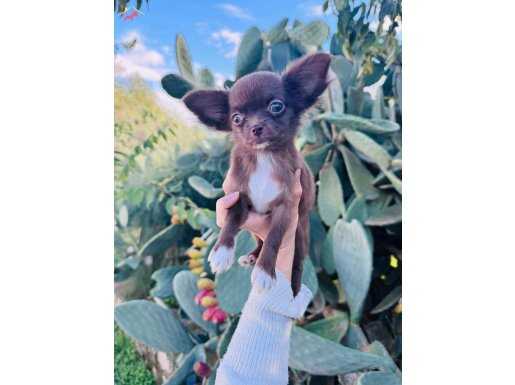 Teacup chihuahua çikolata