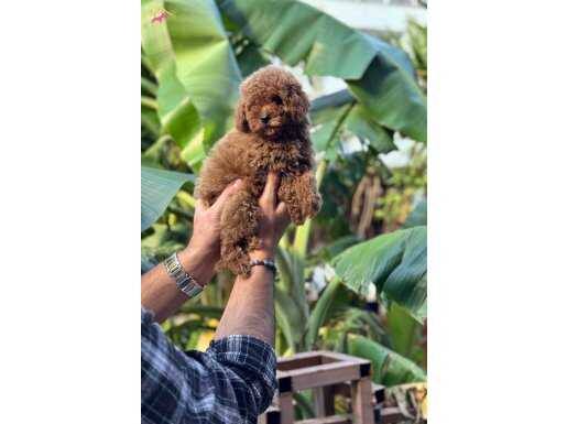 Red Toy poodle 2 aylık erkek aşılı