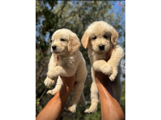 A kalite Baby Face Golden Retriever Bebeklerimiz Hazır 