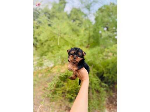 Teacup sıfır numara yorkshair terier bebeklerimiz hazır