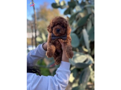 Kıvırcık Kızıl Poodle Toy Yavru Akıllı ve Tüy Dökmeyen Dostunuz