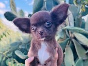 Teacup chihuahua çikolata