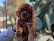 Kıvırcık Kızıl Poodle Toy Yavru Akıllı ve Tüy Dökmeyen Dostunuz