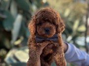 A KALİTE kg Garantili TOY POODLE BEBEKLER Hazır