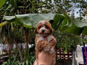 F1 Maltipoo Bebeklerimiz 0  Numara ırk ve sağlık garantili