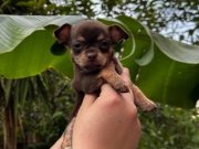 Teacup kahverengi çikolata elma kafa chihuahua