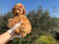 0 Numara orjinal Toy Poodle Yavruları