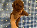 Kore Red Toy Poodle yavrularımız sizleri beklemektedir