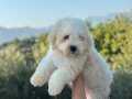 0 numara maltipoo bebeklerimiz hazır