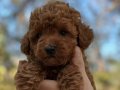 Ruhsatlı işletmeden Toy Poodle Kore erkek yavrumuz 