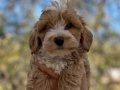 Ruhsatlı İşletmeden A Kalite F1 Maltipoo bebekler