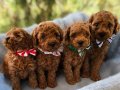 Redbrown Toy Poodle Bebeklerimiz erkek ve dişi mevcut