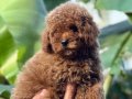 Red Toy poodle 2 aylık erkek aşılı