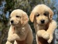 A kalite Baby Face Golden Retriever Bebeklerimiz Hazır 