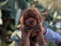 A KALİTE kg Garantili TOY POODLE BEBEKLER Hazır