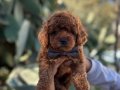 A KALİTE kg Garantili TOY POODLE BEBEKLER Hazır
