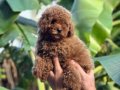 A KALİTE kg Garantili TOY POODLE BEBEKLER Hazır