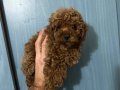 A KALİTE kg Garantili TOY POODLE BEBEKLER Hazır